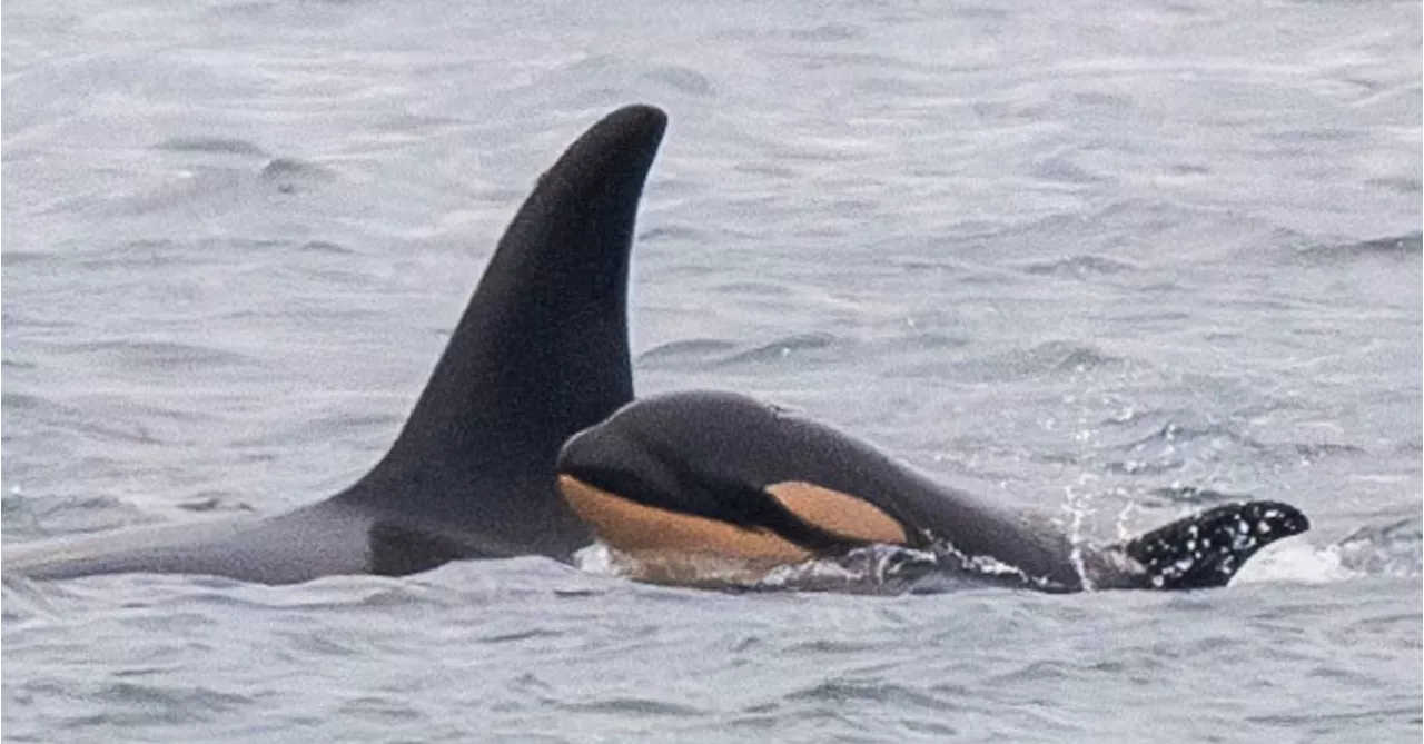 Whale orca that lost a calf in 2018 has lost another