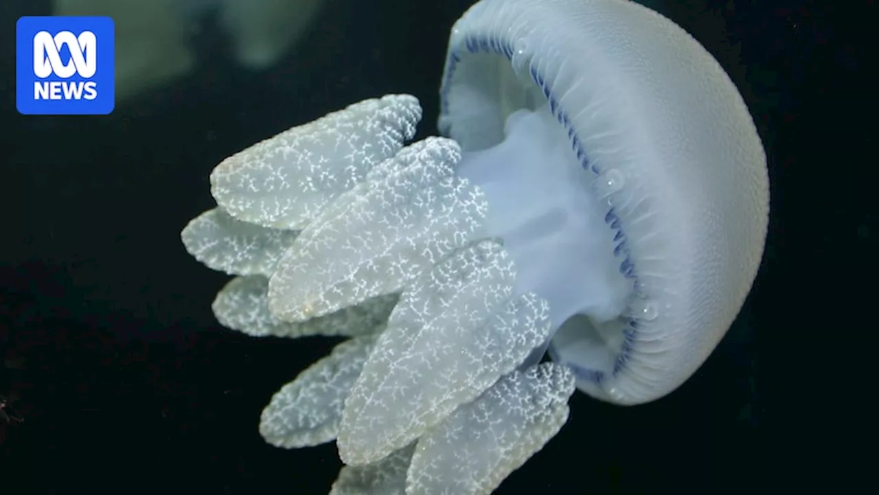 Jelly Blubber Boom Impacts Fishing in Hawkesbury River