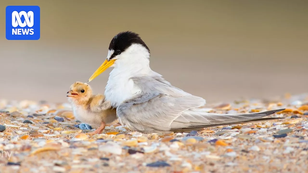 Little Terns Nest Successfully in Lake Macquarie