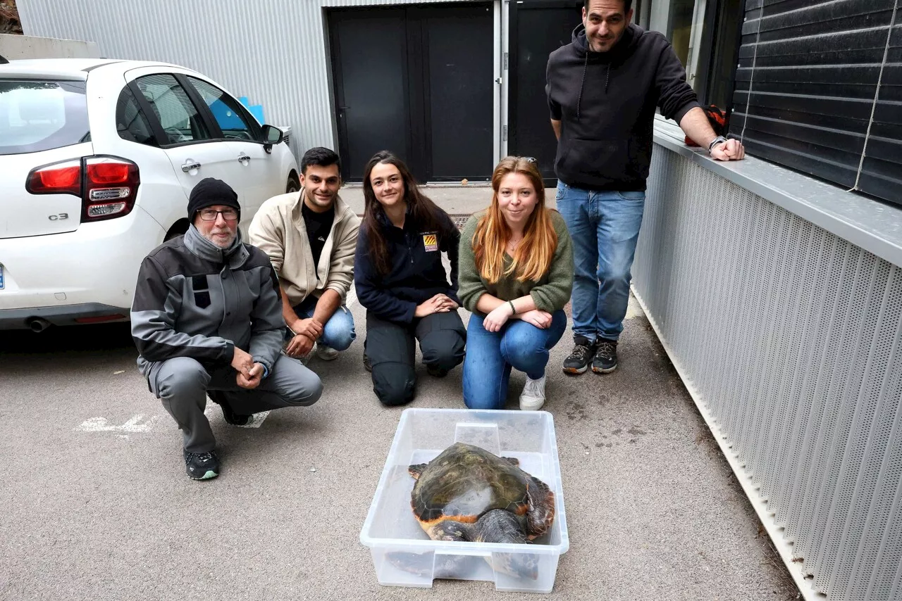 Tortue Caouanne Sauvée par Les Agents de la Réserve Marine de Cerbère-Banyuls