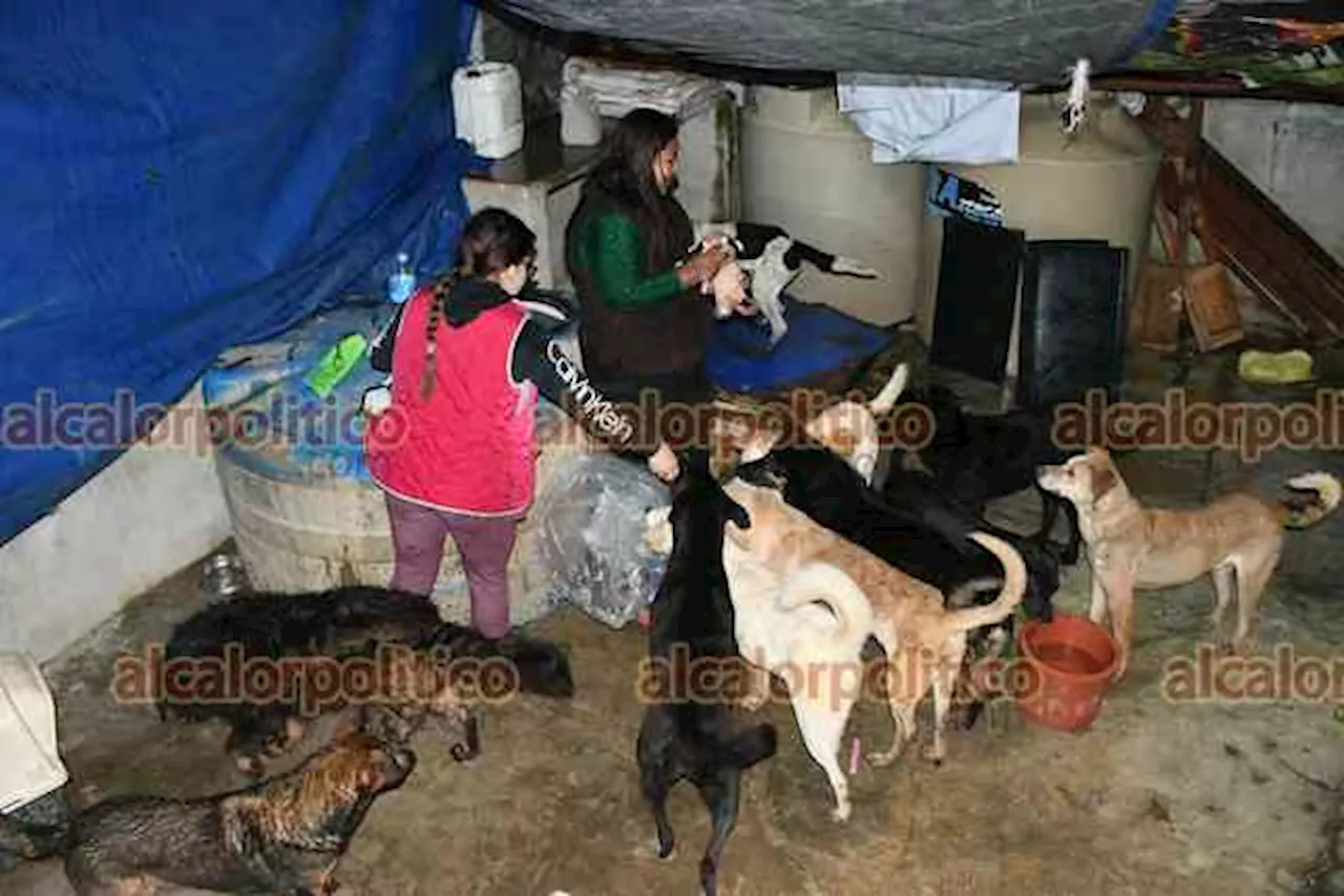 Buscan a xalapeños que quieran dar hogar a perros abandonados