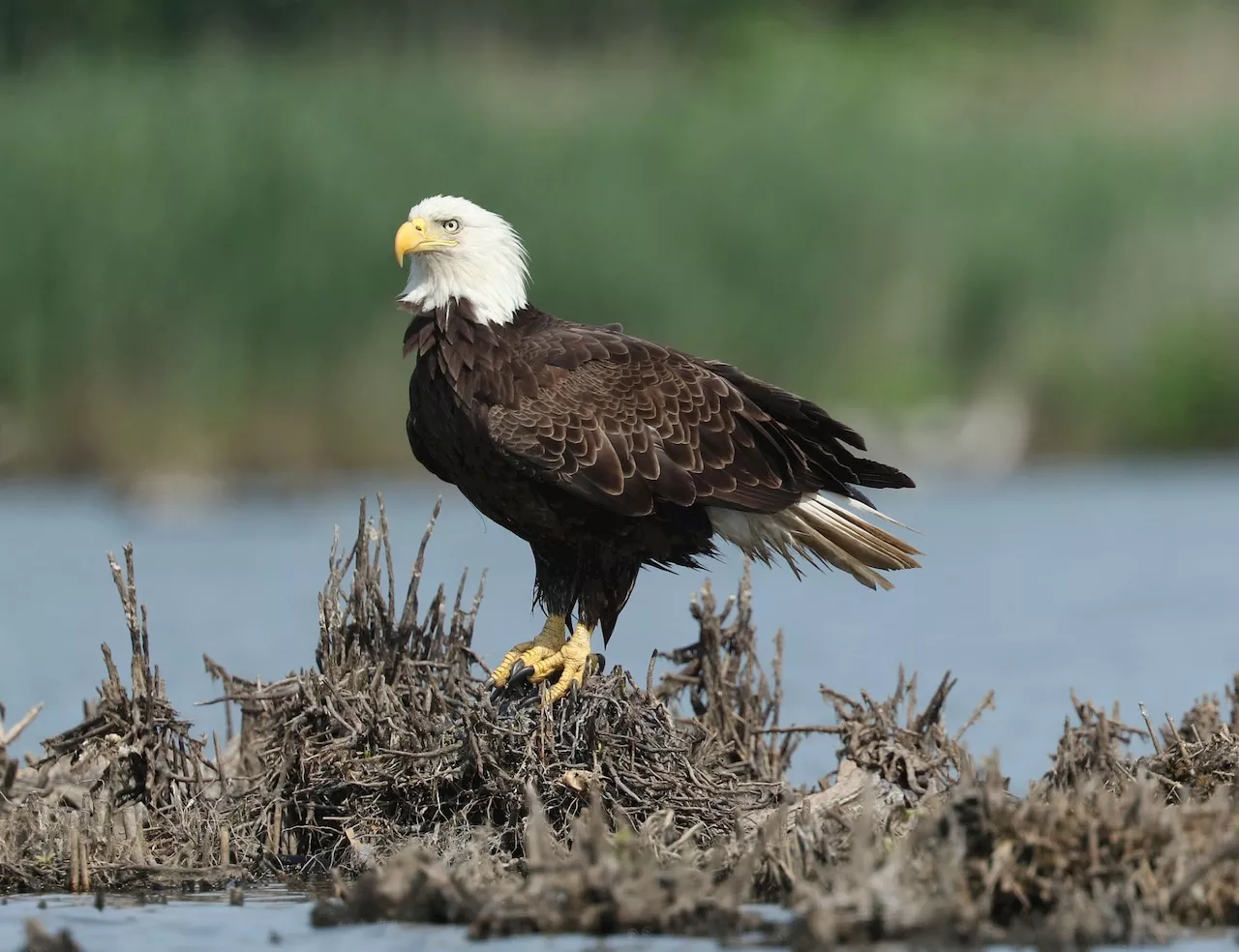 American Bald Eagle Found Dead in Alabama After Being Shot