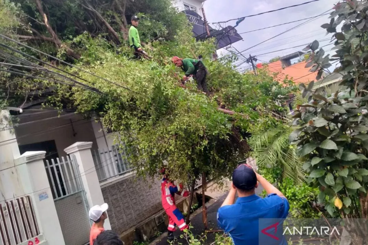 Sudin Tamhut Jakarta Pusat Rampungkan Pemangkasan 12.591 Pohon Rawan Tumbang