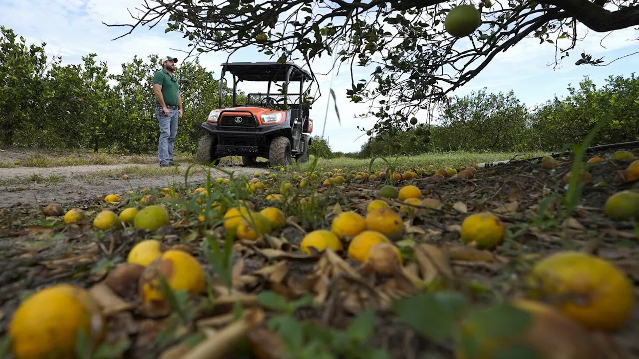 Florida Citrus Company to Shift Focus, Developing Land for Housing, Commercial Projects