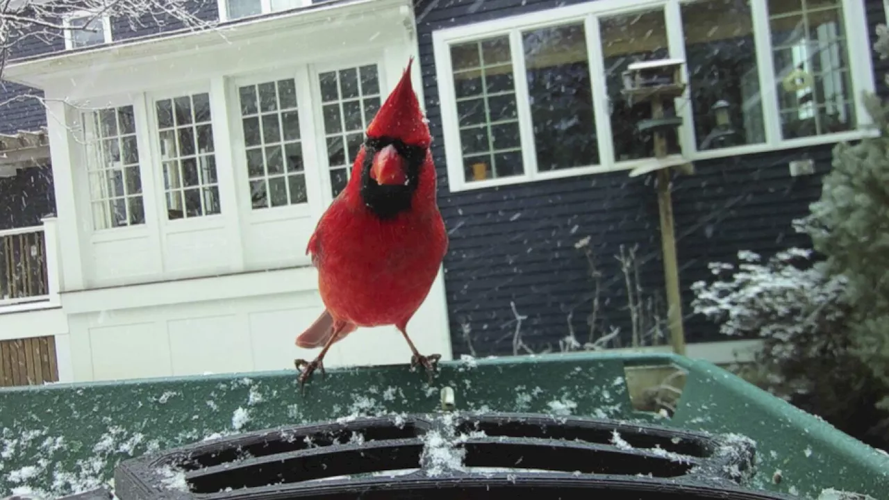 Smart bird feeders gain popularity and spark interest in bird-watching