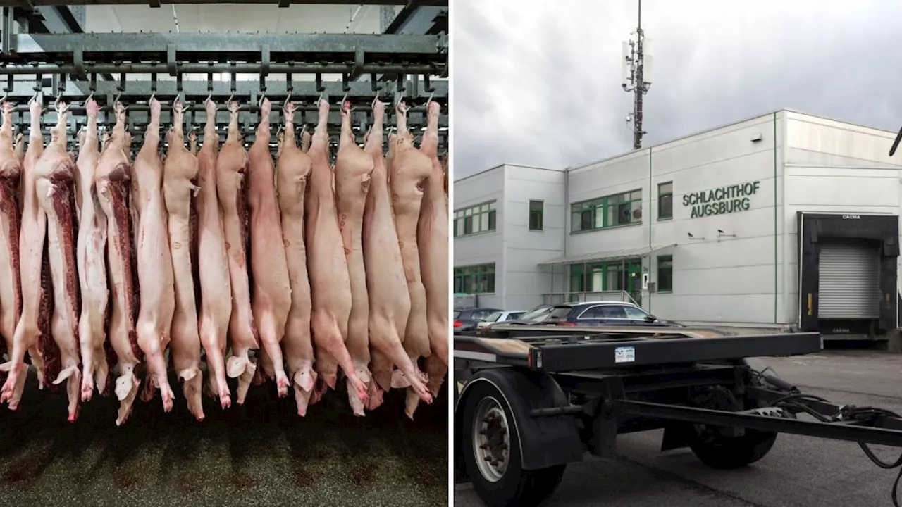 „Leiden und Schmerzen“: Veterinäramt stoppte Schweine-Schlachtungen am Augsburger Schlachthof