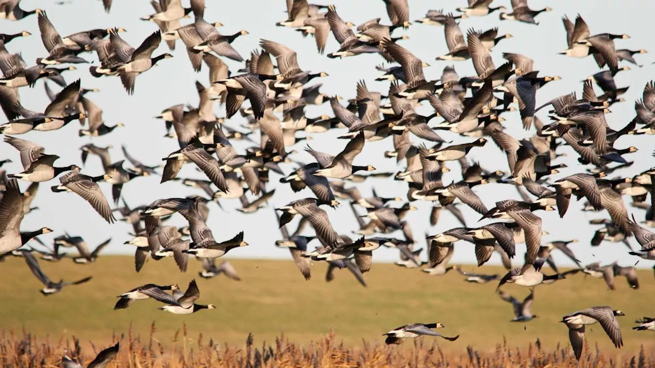 Vogelgrippe fordert erstes Todesopfer in den USA