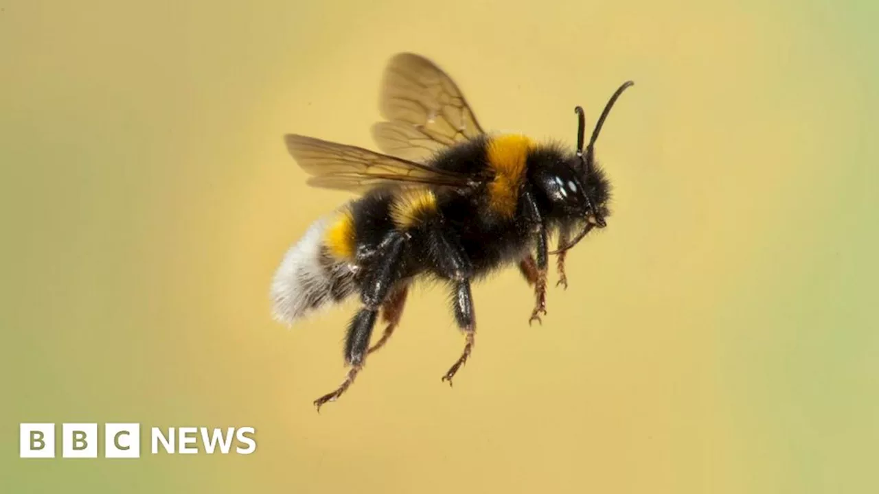 Climate Change Pushes Bumblebees to Nest Early, Raising Concerns