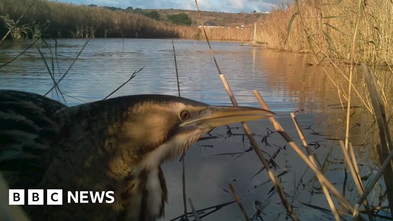 Rare 'Ghost Bird' Video Goes Viral, Showcasing Conservation Success