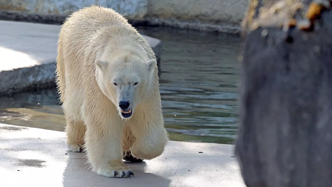 Erste Laute des Karlsruher Eisbär-Babys veröffentlicht