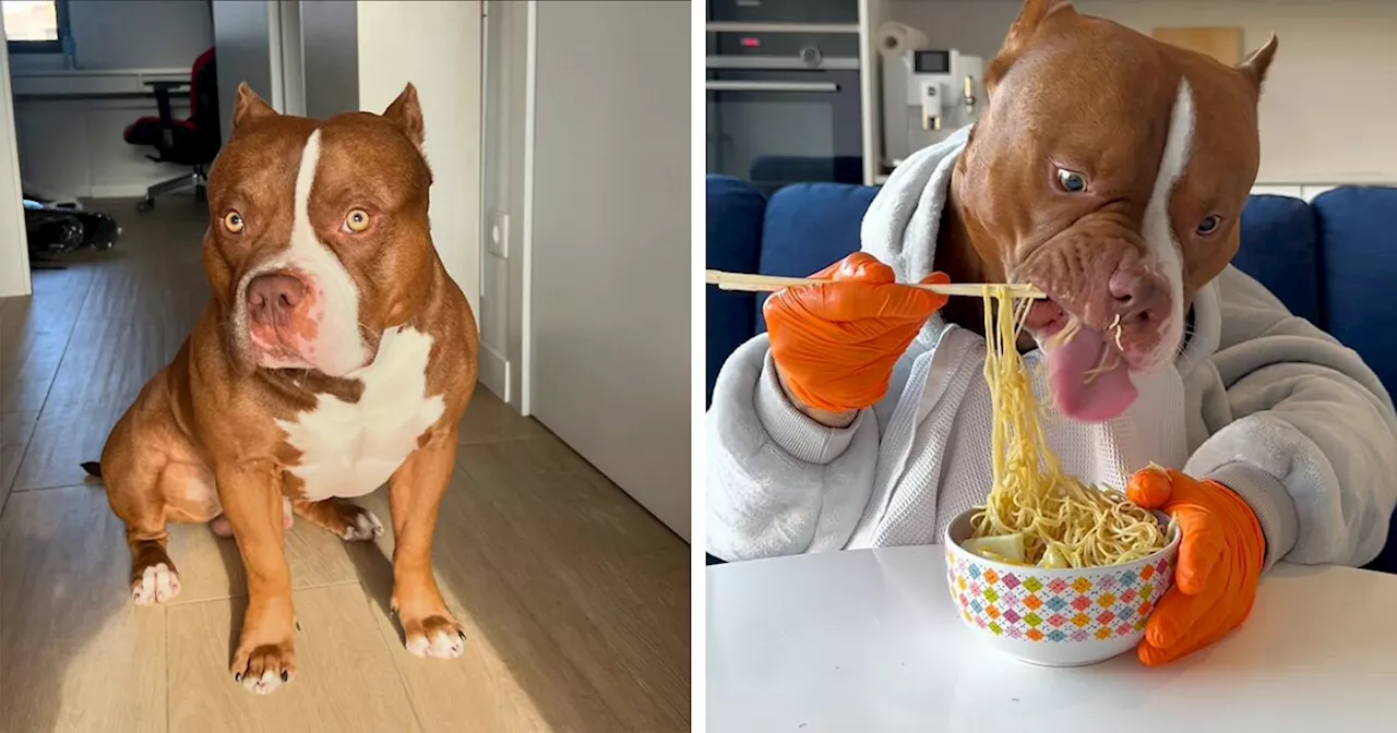 Biggie the American Bully is a Viral Star for his Polite Table Manners