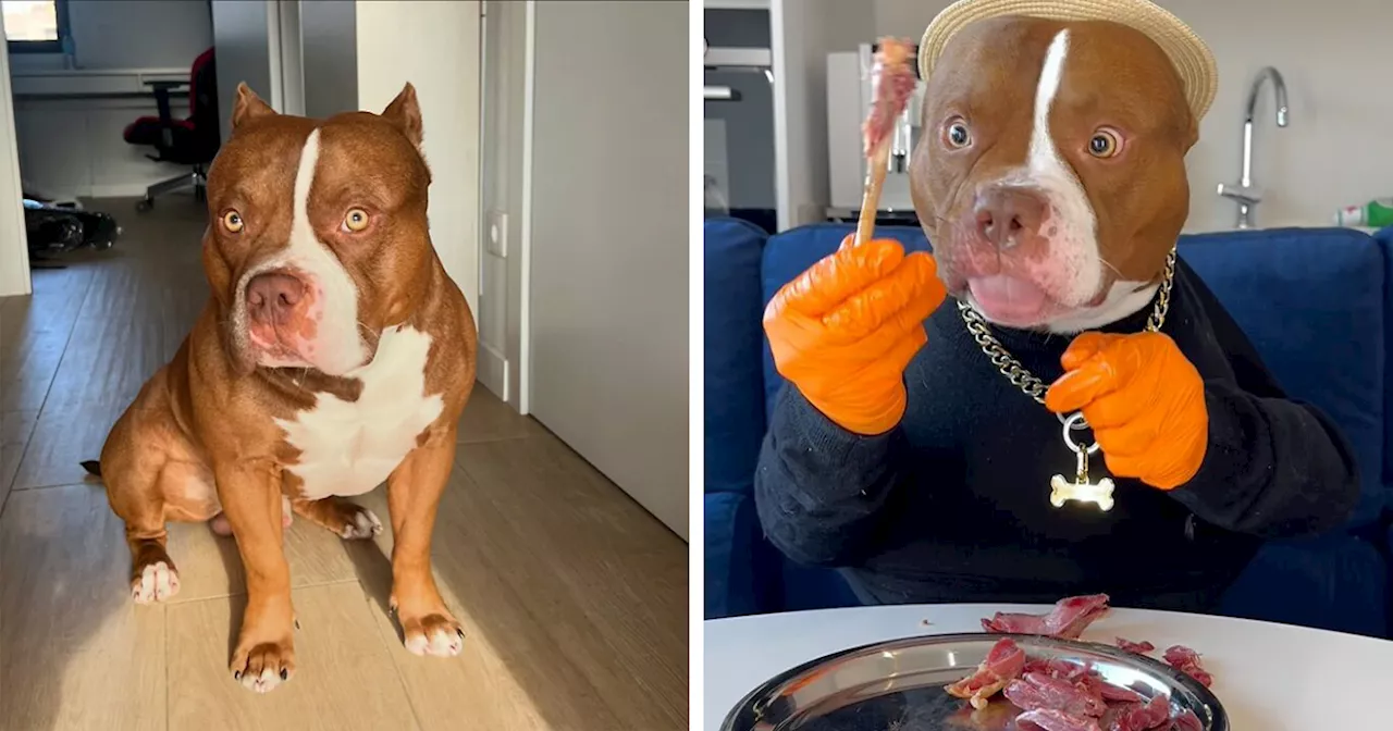 Biggie the American Bully's Viral Dining Videos Charm Millions