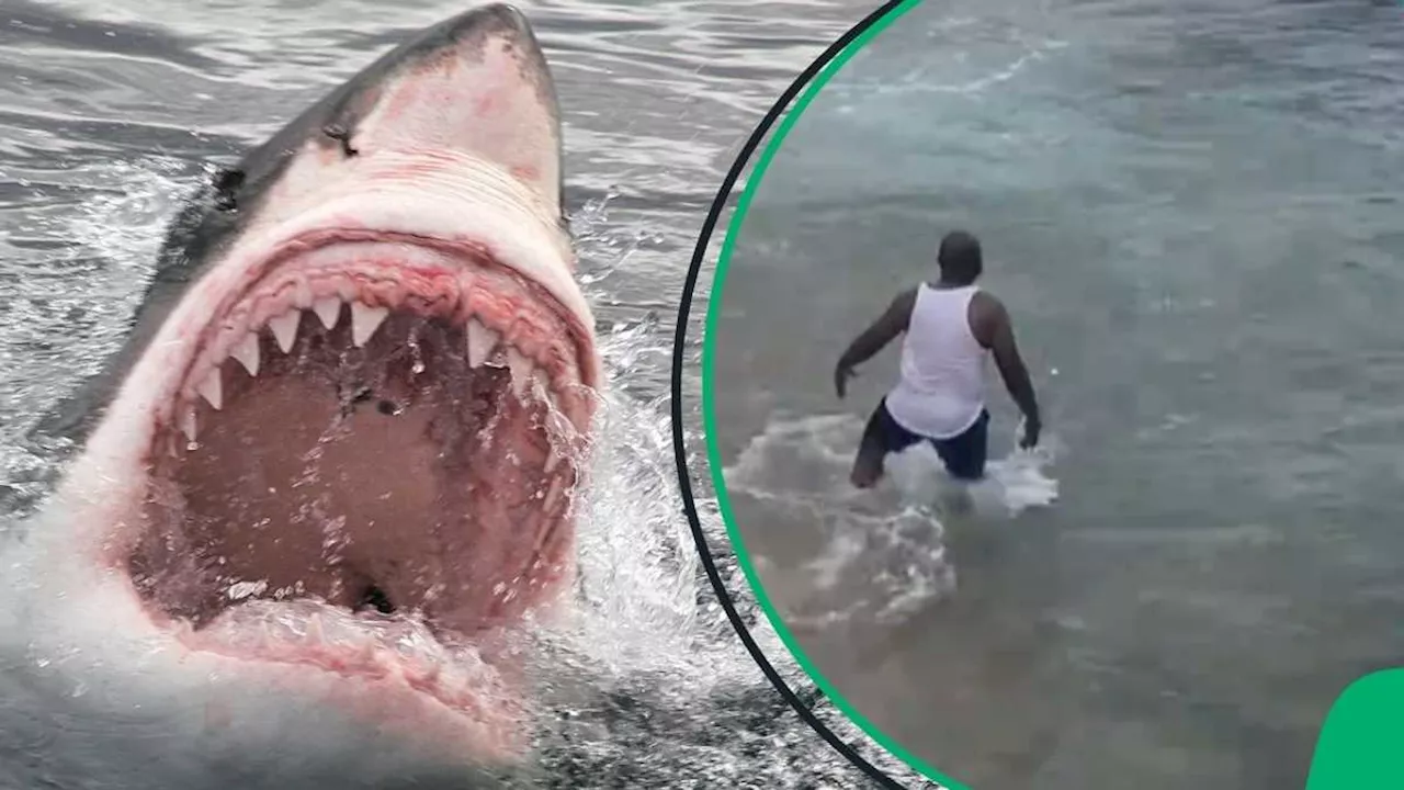 “The Cameraman Was Genuinely Concerned”: SA Reacts to Man Swimming With Sharks in Umhlanga Rocks