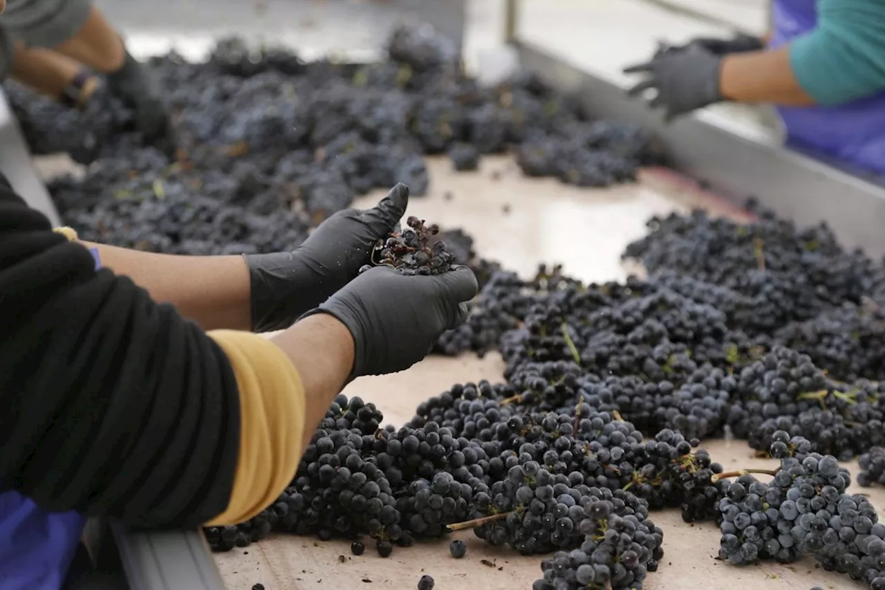 B.C. Winery Permanently Banned From Hiring Foreign Workers