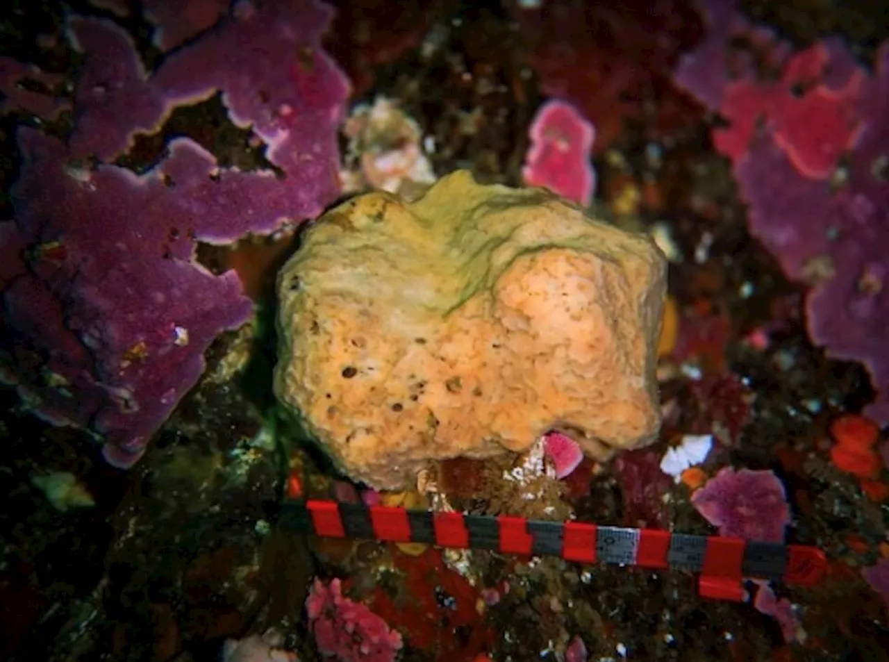 Sea Sponge Displays Unique Hibernation and 'Sneezing' Behaviors