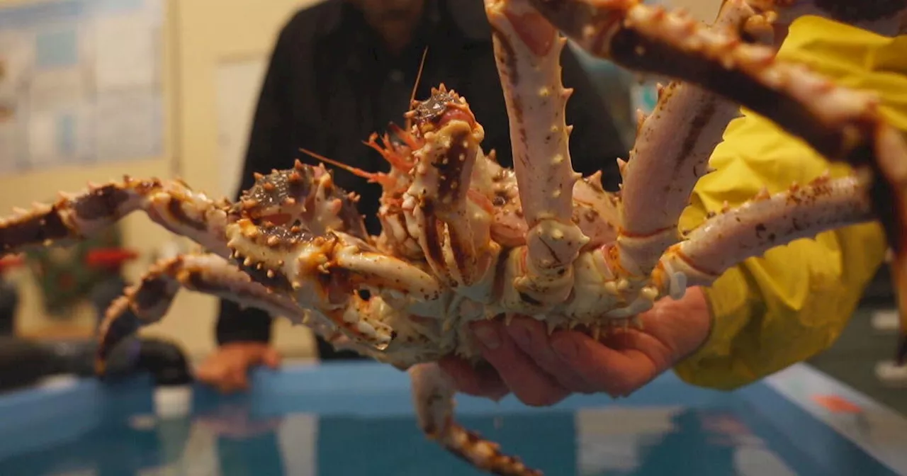 Alaska Snow Crab Season Reopens After Two-Year Pause, But Uncertainty Remains