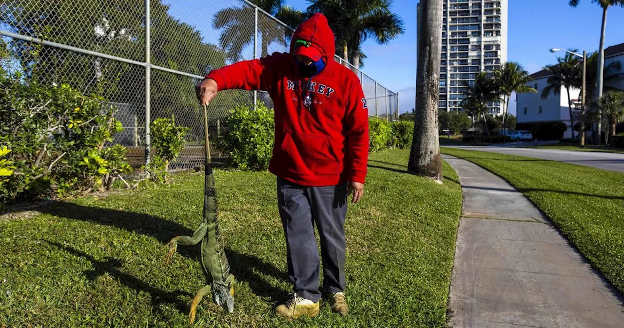 Cold-Stunned Iguanas Fall From Trees in South Florida