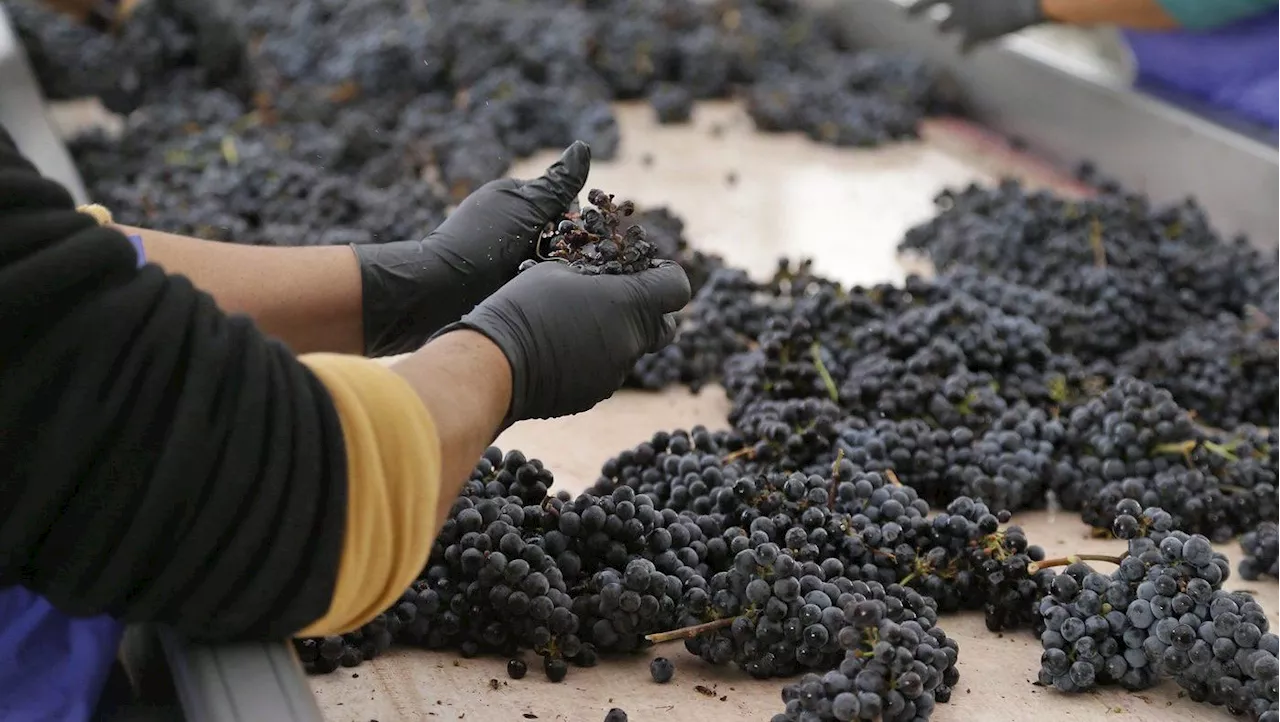 B.C. Winery Banned from Hiring Foreign Workers After Abuse Allegations