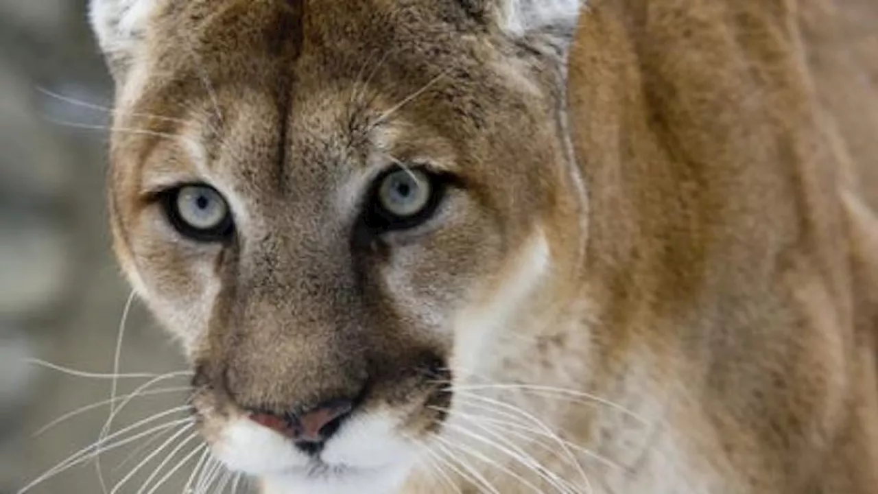 Cougar Sighting Leads to Trail Closure in Benson Creek Falls Park