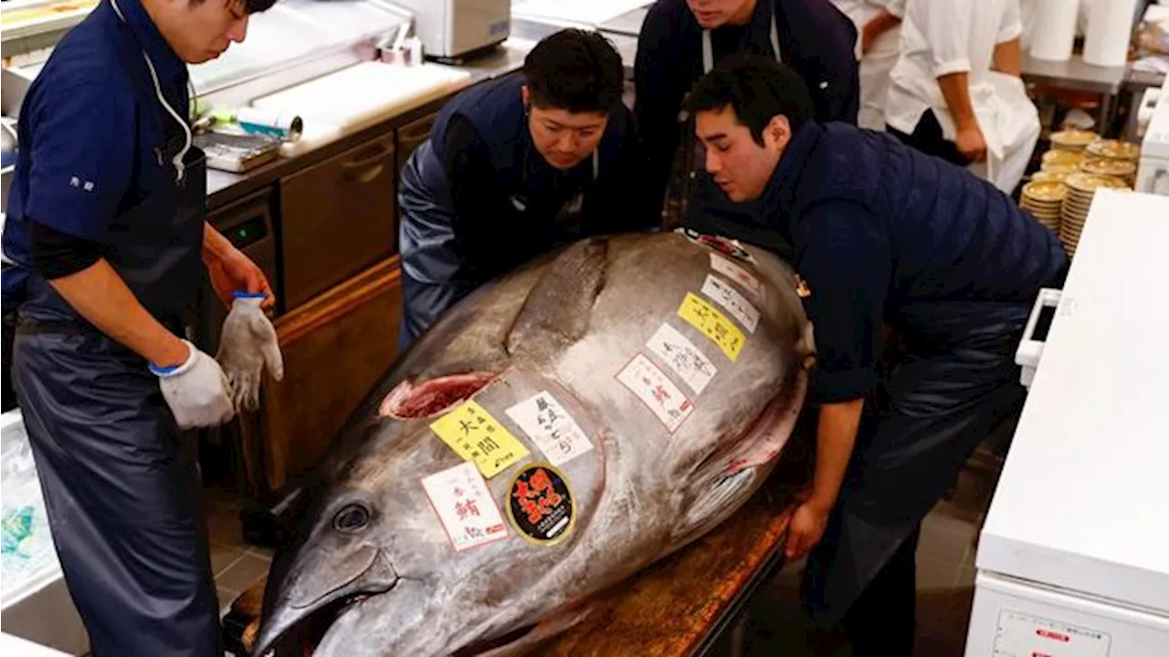 Tuna Sirip Biru Terjual Rp 21 Miliar di Lelang Tahun Baru Jepang