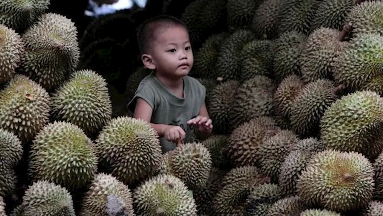 Vietnam Menguasai Pasar Durian Global