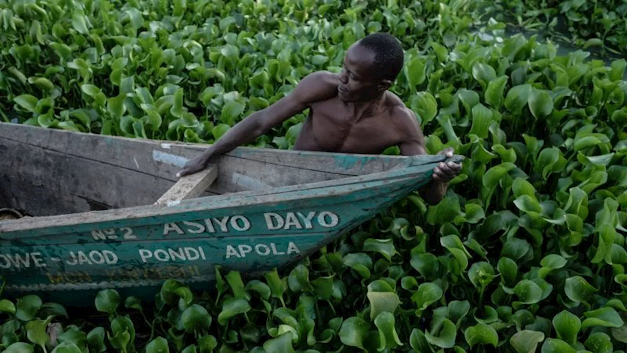 Lake Naivasha Choked by Invasive Water Hyacinth