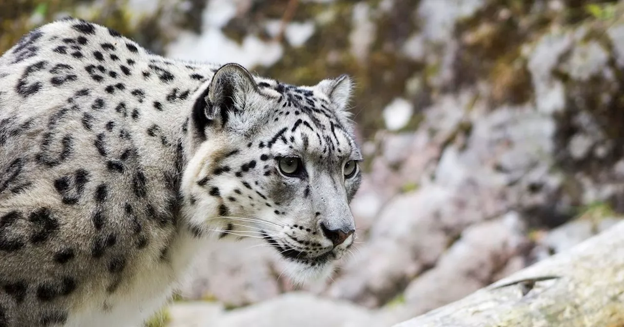 Highland Wildlife Park Mourns Death of Beloved Snow Leopard