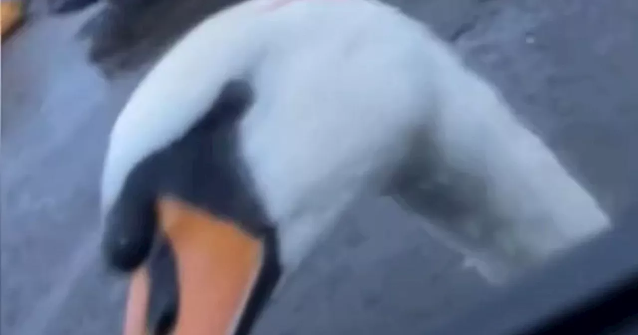 Swan 'Chaps' on Car Window for 10 Minutes at Strathclyde Park