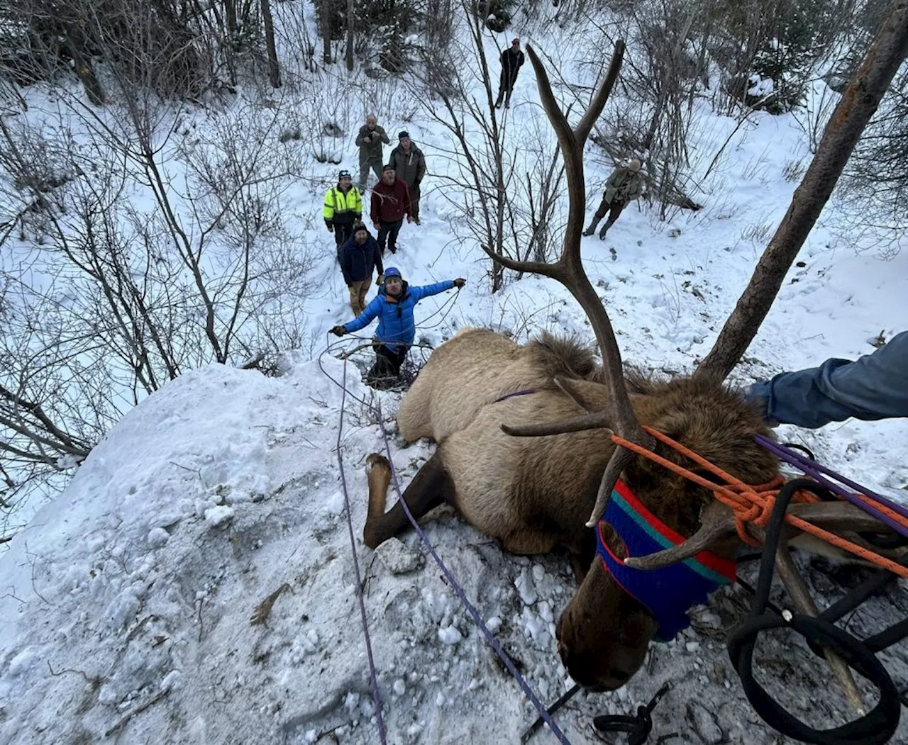 Climbers Help Rescue Elk Entangled in Rope at Colorado Climbing Area