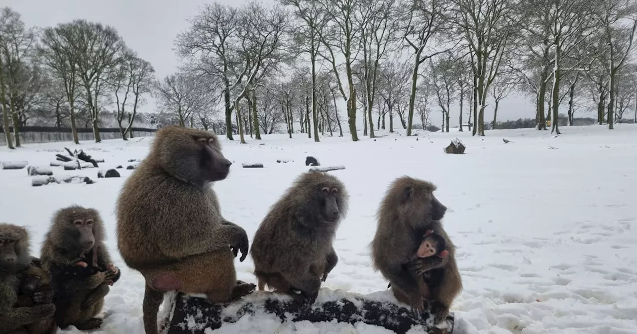 Snow Disrupts Travel and Brings Winter Wonderland to Knowsley Safari Park