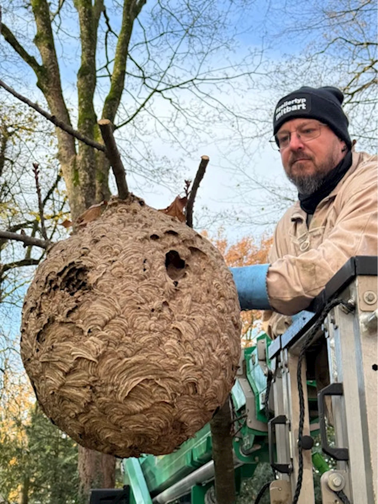 Asiatische Hornisse: Kölns Stadtgebiet besiedelt