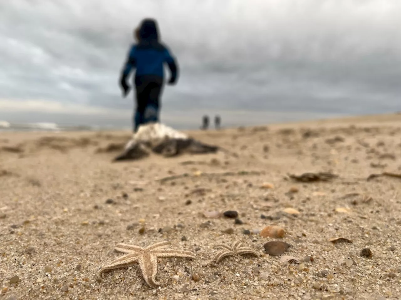 Massenweise Seesterne an Sylts Strand gespült