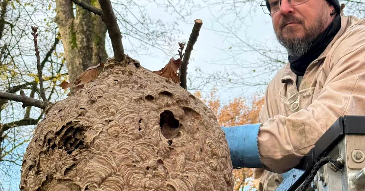 Asiatische Hornisse breitet sich im Rheinland aus