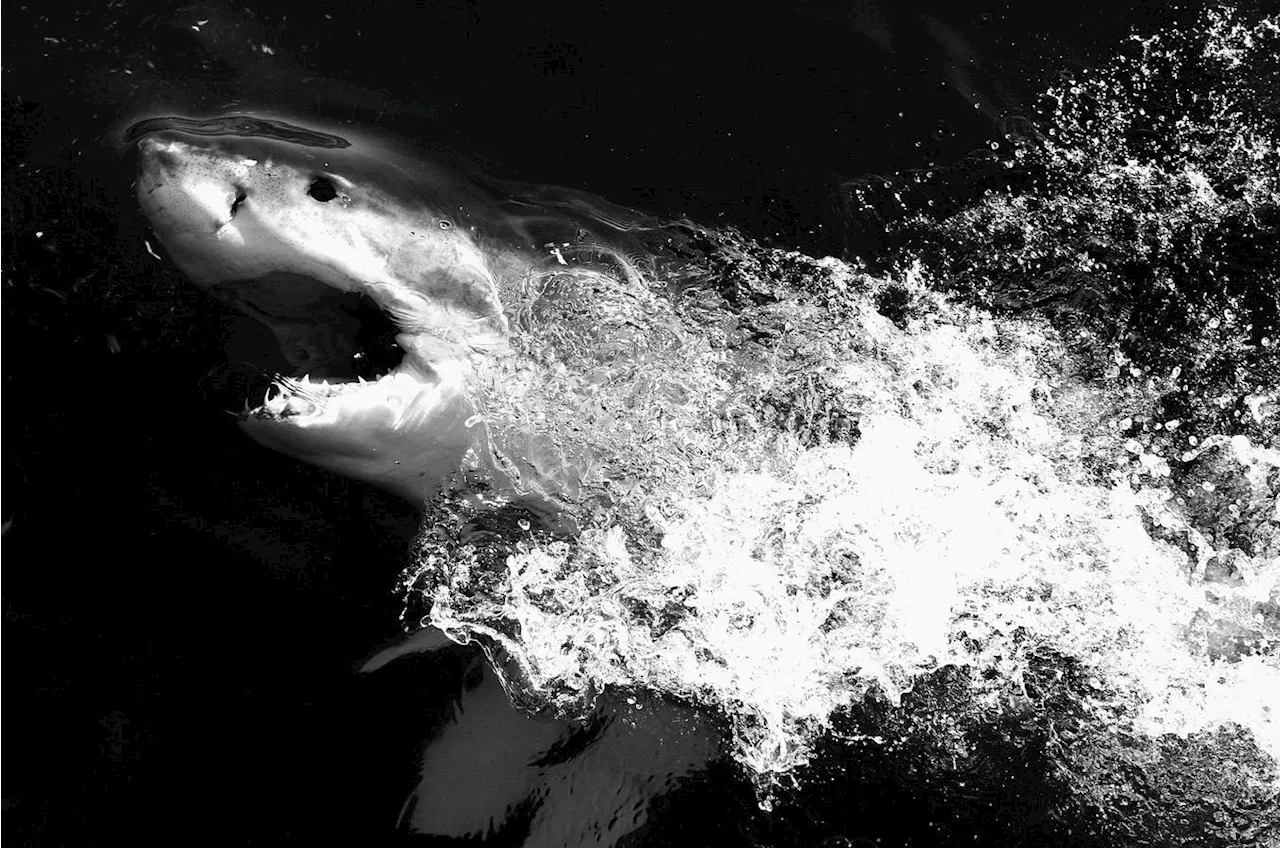 Shark Attacks in Australia: Data Challenges Fear-Driven Culling