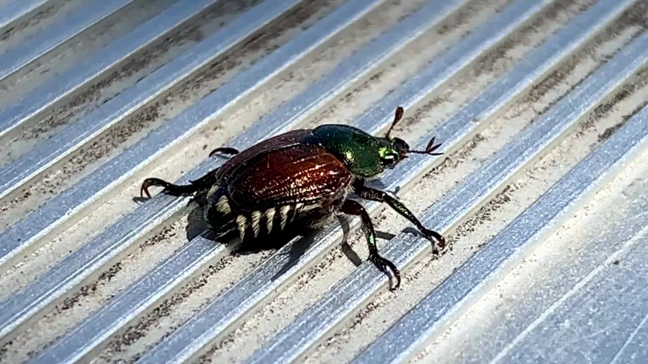 Japanese Beetle Infestation Threatens Washington Agriculture