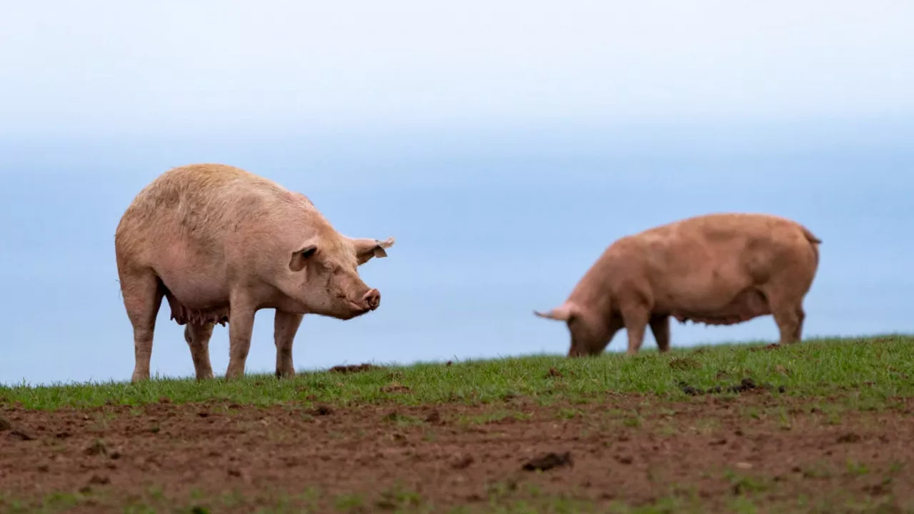 Woman Killed by Pigs on Christmas Day