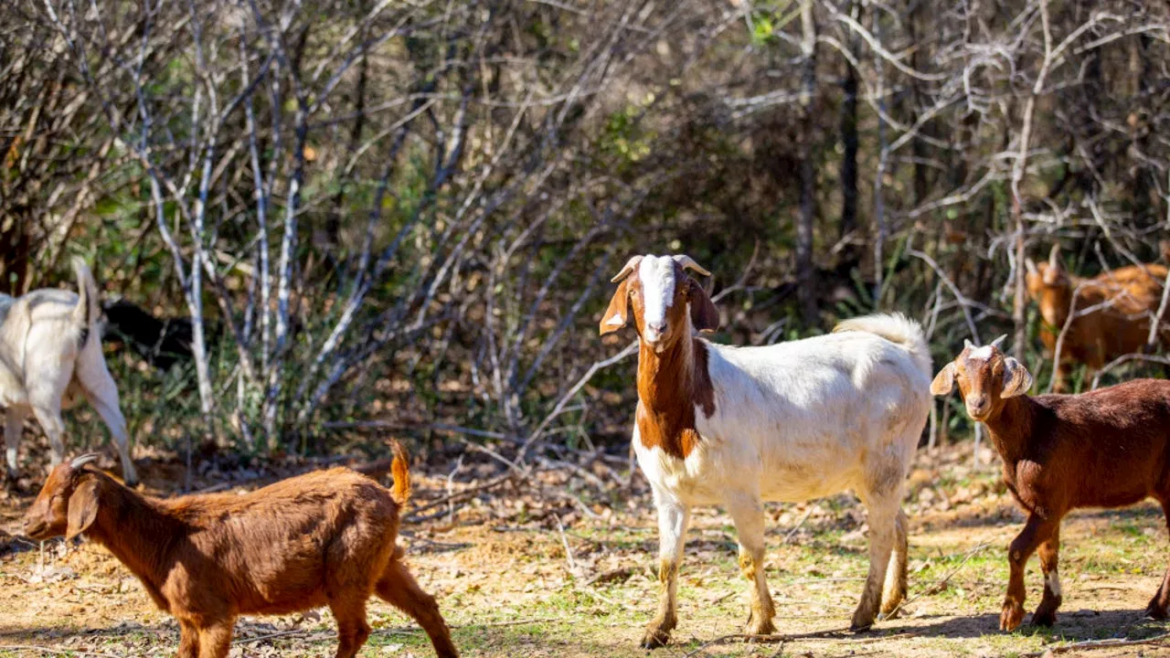 Goats Help Clear Invasive Species in Arlington Parks