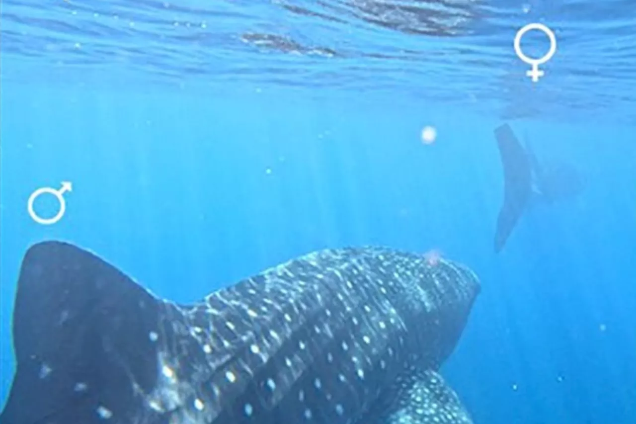 Rare Footage Captures Whale Shark Courtship Behaviors