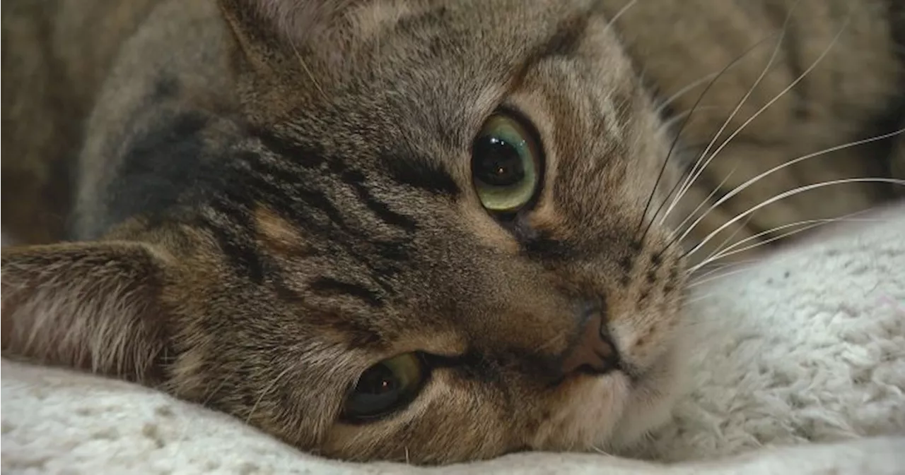 Window Smashing Strikes Saskatoon Cat Cafe for Second Time