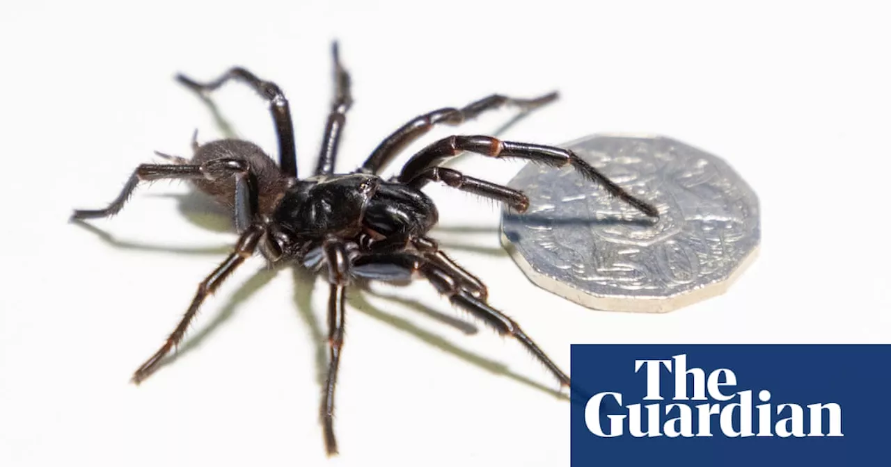 Meet Hemsworth, the Record-Breaking Funnel-Web Spider