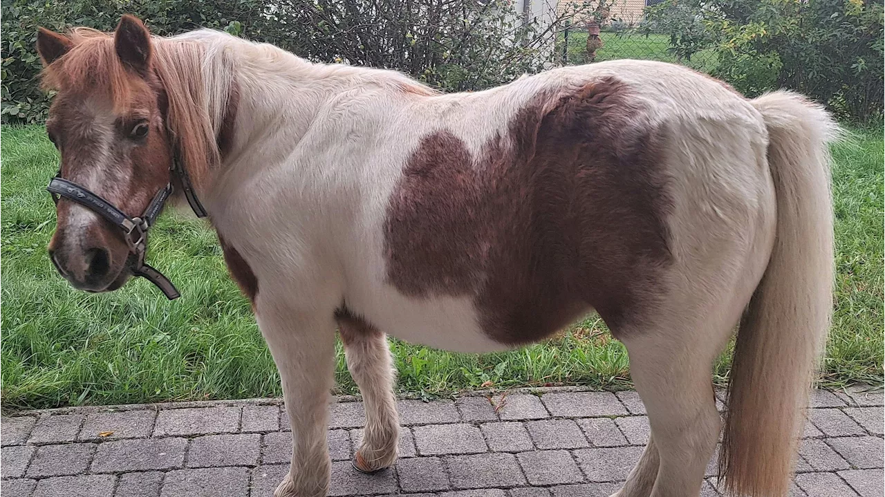 Jäger schießt Pony im Dunkeln für Wildschwein