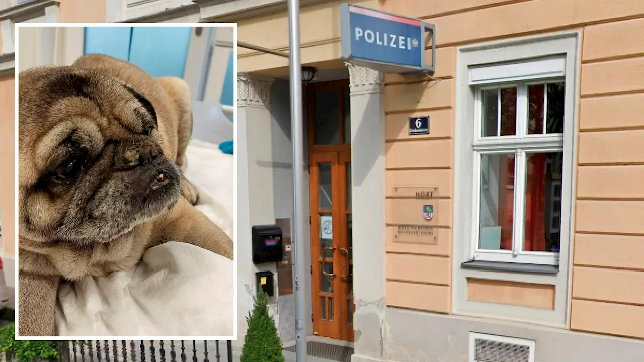 Mops stirbt nach Sturz aus Fenster in Oberösterreich