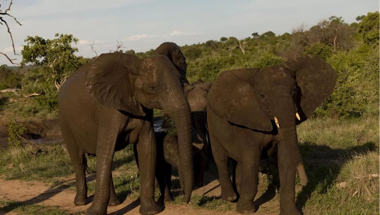 L'Evoluzione Accelerata degli Animali di fronte alla Crisi Ambientale