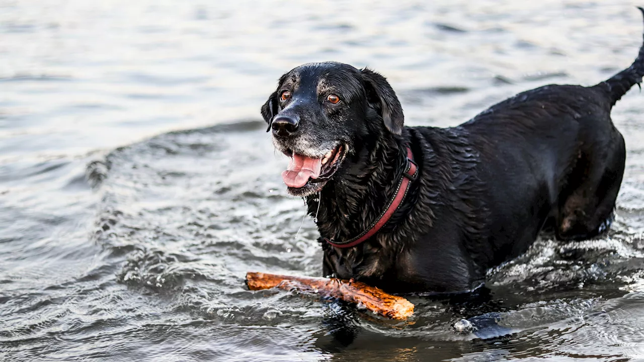 ¿Por qué los perros se sacuden cuando están mojados?