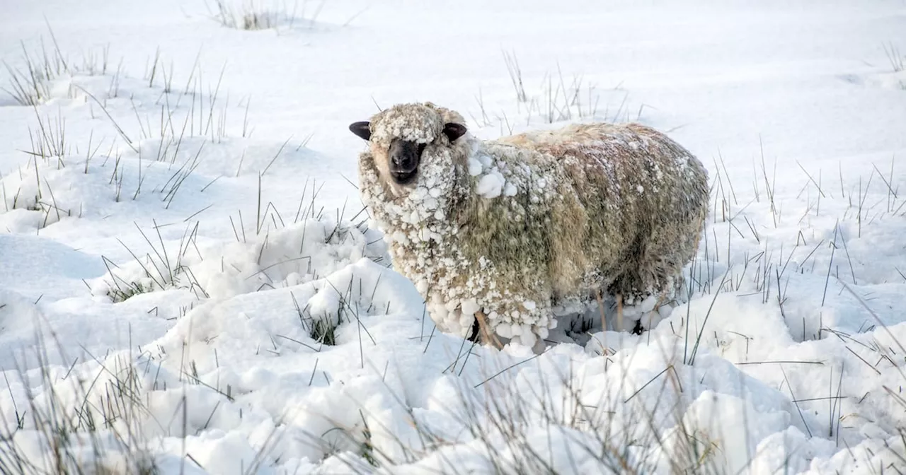 Priest Says Snow in Charleville Worst Since 1963