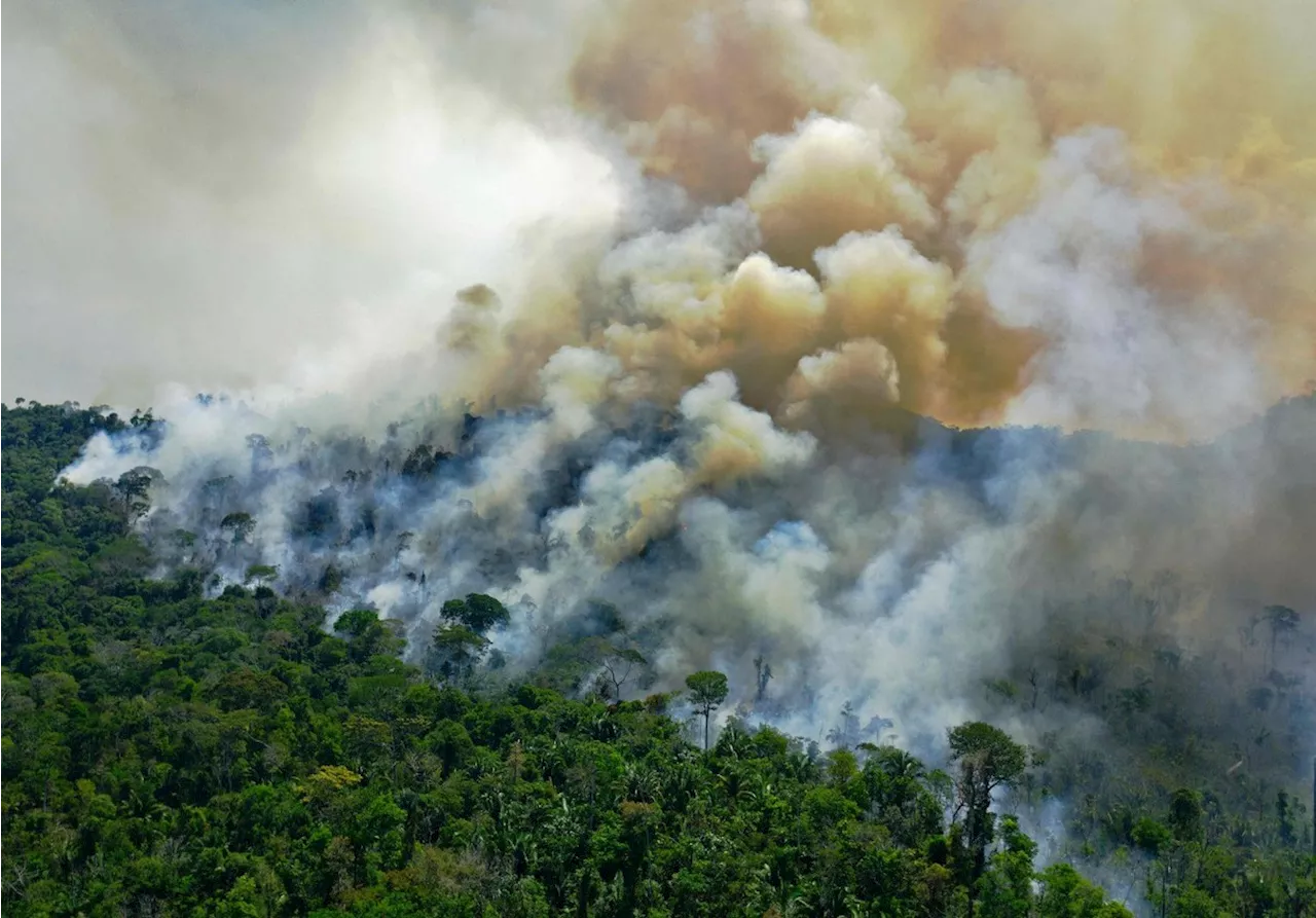 Queimadas no Pará: Estado sede da COP30 lidera focos de calor com aumento de 34%