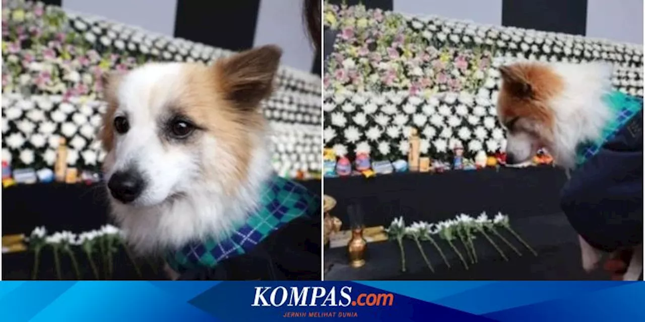 Anjing Milik Korban Jeju Air Tertunduk Diam di Pemakaman Majikannya