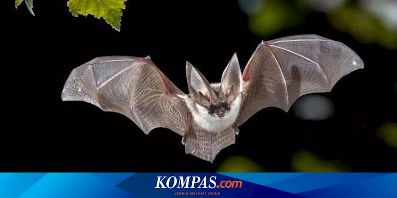 Evolusi Sayap dan Kaki Kelelawar Berbeda dengan Burung