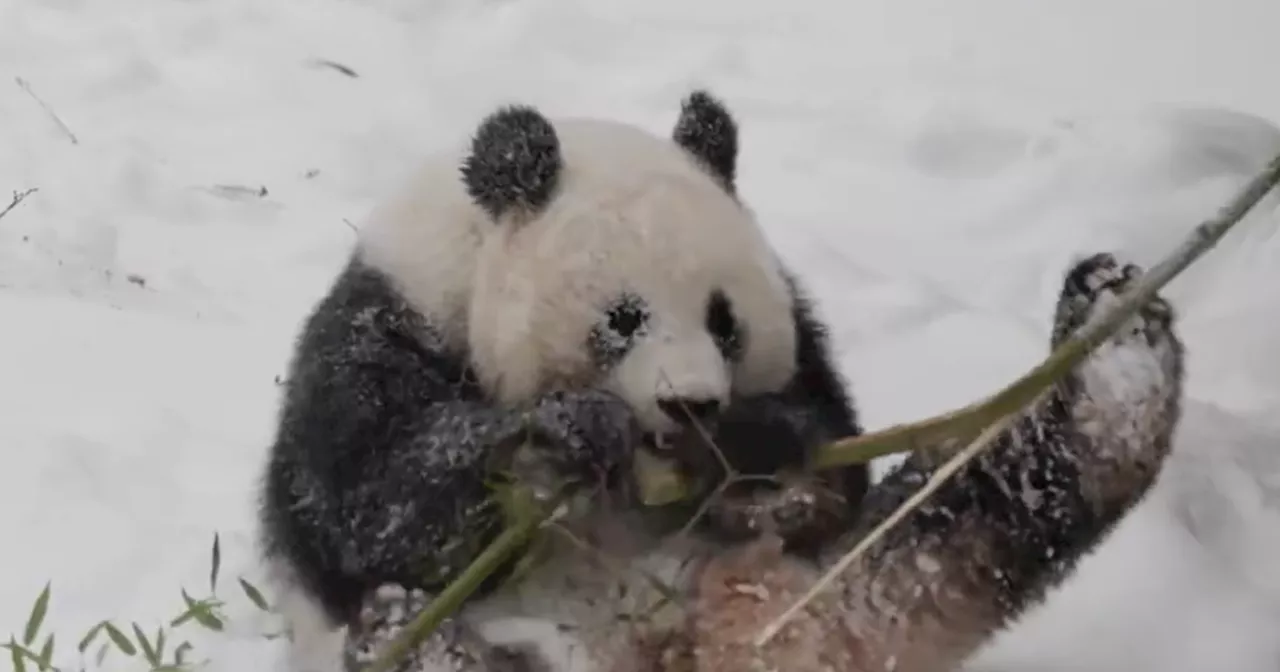 Giant Pandas Enjoy First Snow of the Year at National Zoo