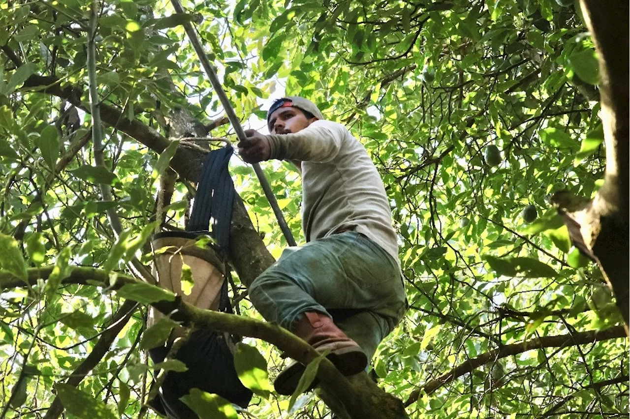 Los riesgos ocultos del trabajo en la industria del aguacate